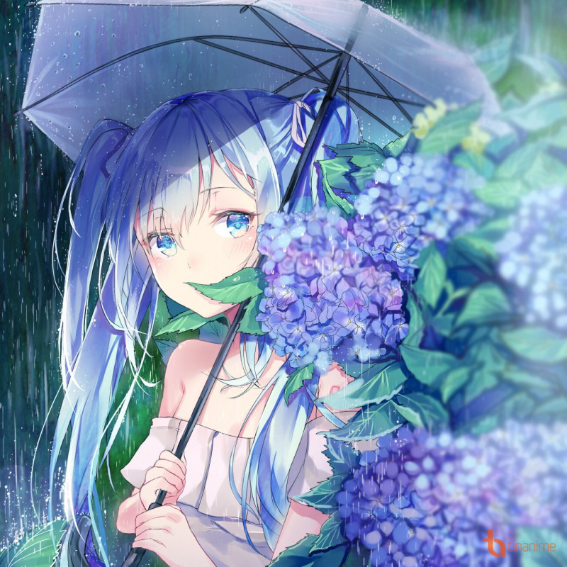 Kết quả hình ảnh cho anime với hoa cẩm tú cầu