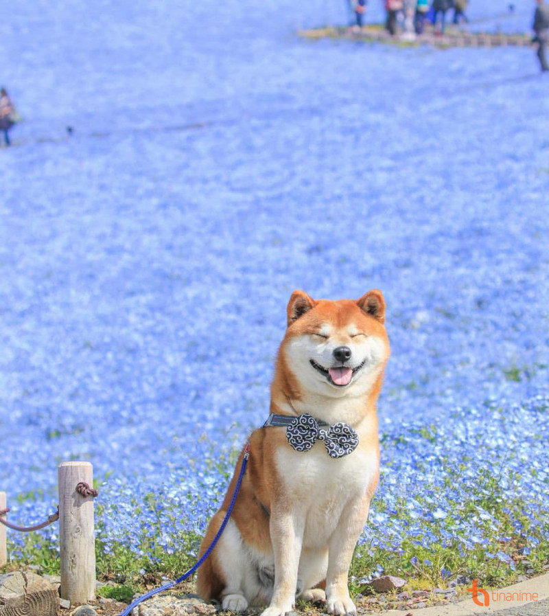 Chú chó Inu Shiba yêu cỏ hoa nhất Nhật Bản